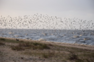 Plage du Bétey, refuge des oiseaux de mer l'hiver par grand vent